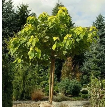 CATALPA KATALPA Surmia odporna mróz - sadzonki 60 / 80 cm